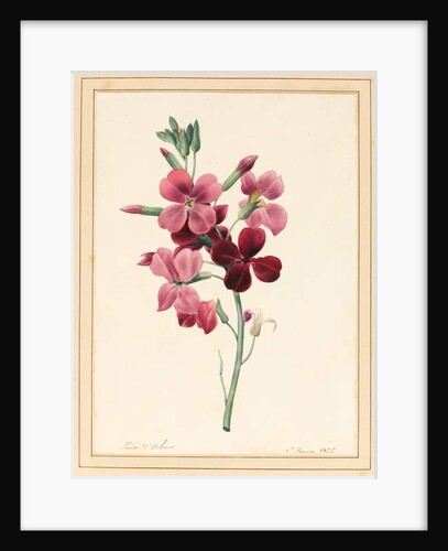 Matthiola, Stock, 1826 by Louise D'Orleans