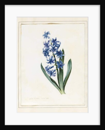 Hyacinth, 1826 by Louise D'Orleans