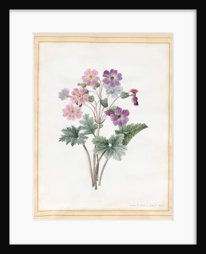 Hybrid Auricula by Louise D'Orleans