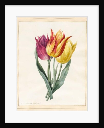 Three Lily Tulips by Louise D'Orleans