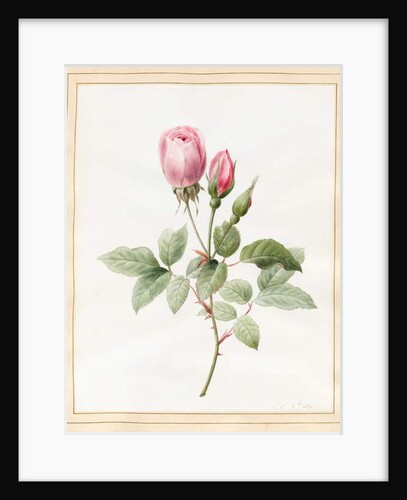 Pink Rose and Buds, 1826 by Louise D'Orleans