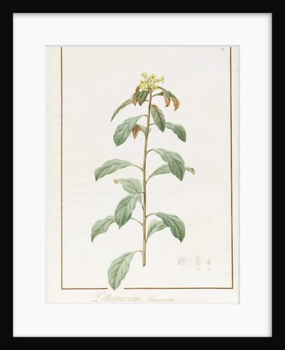 Paeonia Moutan var. B. Paeonia Suffruticosa, 1812 by Pierre Joseph Redouté