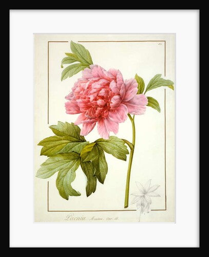 Paeonia Suffruticosa, 1812 by Pierre Joseph Redouté