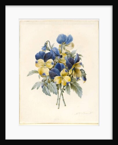 Sprig of Pansies by Madame Benoit