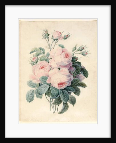 Spray of Centifolia Roses by J. Herzog