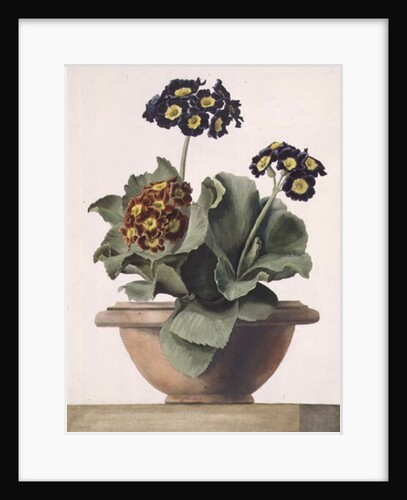 PD.199-1973 Potted Auricula, 1817 by Pancrace Bessa