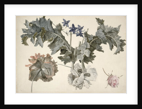 Double-flowered opium poppies, poppy leaves, delphinium and a rosebud by Eelke-Jelles Eelkema