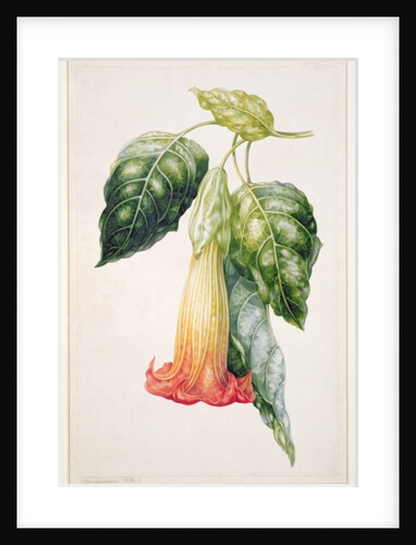 PD.993-1973 Thorn Apple flower from Ecuador, Datura rosei by Augusta Innes Withers