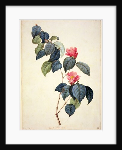 PD.21-1960 Camellia Japonica, 1793 by Pierre Joseph Redouté