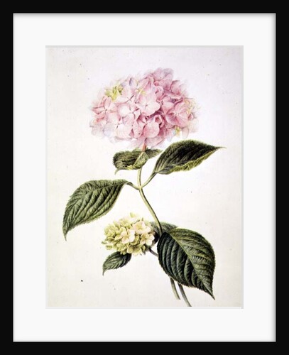 PD.64-1975 Hydrangea hortensia by Arnoldus Bloemers