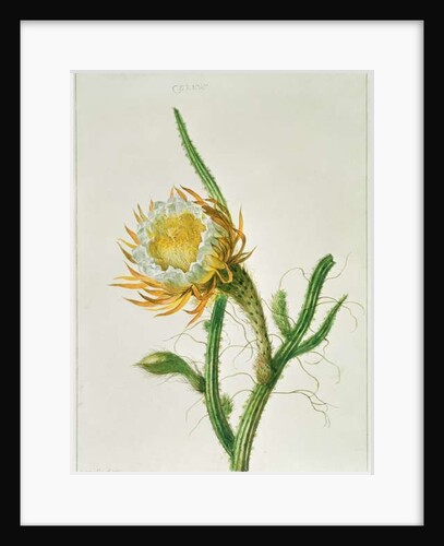 Night-flower cactus, native to Jamaica by Henriette Gertruide Knip