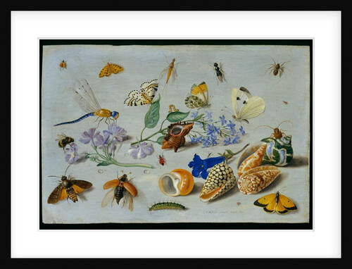 Butterflies and other insects, 1661 by Jan van the Elder Kessel