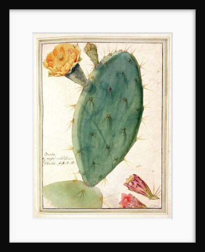 PD.115-1973. f38 Detail of Cactus with Orange Flower, c.1764 by Georg Dionysius Ehret