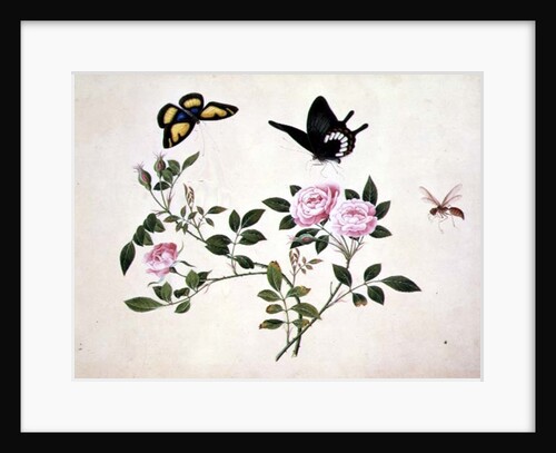 PD.273-1973 Roses in Bud and Bloom with Butterflies and Insects by School Chinese