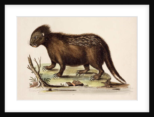 Hudson Bay Porcupine, 1742 by George Edwards