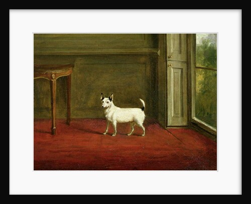 Portrait of a Jack Russell Terrier 1814 by William Henry Davis