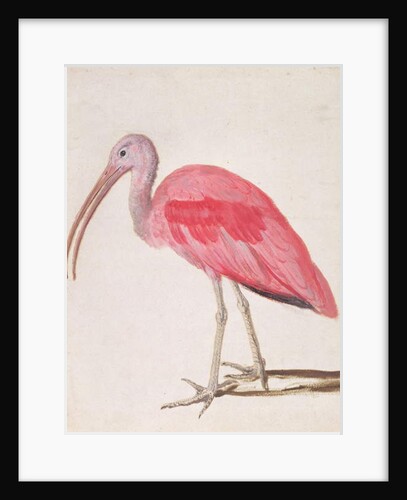 Portrait of a Scarlet Ibis Bird by European School