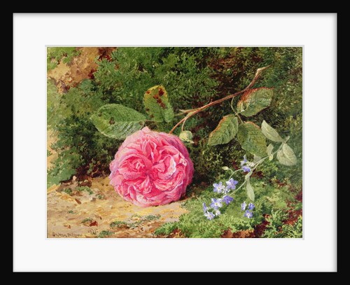 Pink Rose on a Mossy Bank, 1875 by Henry Sutton Palmer