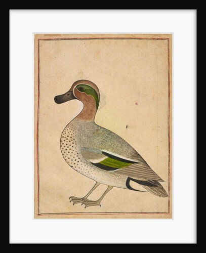 A Green-winged Teal, c.1730 by Indian School