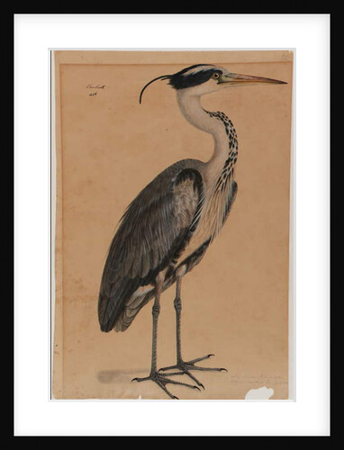 Grey heron by Indian School