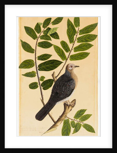 A Turtur by Indian School