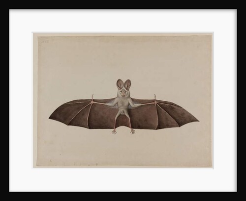 Asian Lesser False Vampire Bat, c.1790 by Indian School