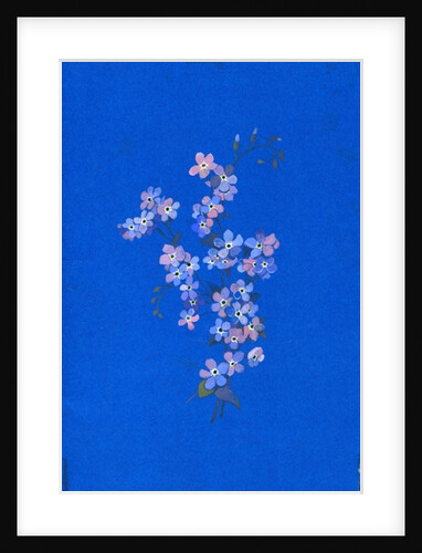 Forget-me-not, 1960s by George Adamson