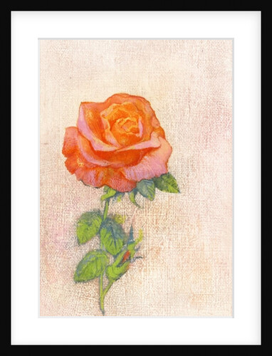 Pale Rose, 1980s by George Adamson