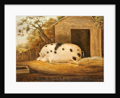 Gloucester Old Spot Pig, 1834 by John Miles of Northleach