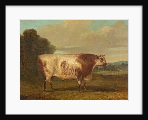 A Bull, 1862 by Richard Whitford