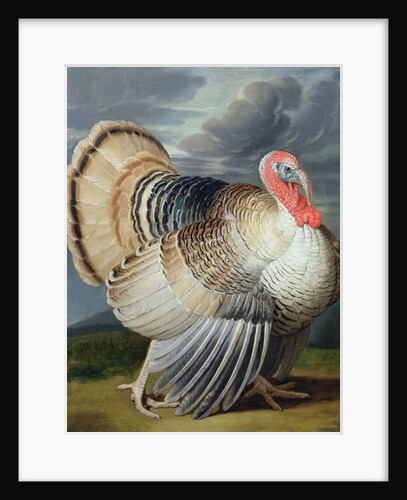 Portrait of a Turkey by Johann Wenceslaus Peter Wenzal