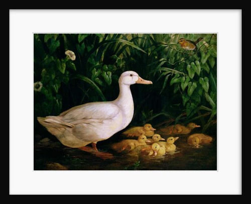 Duck and ducklings, c.1890 by English School