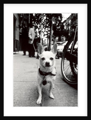 New York Dog, 2006 by James Galloway