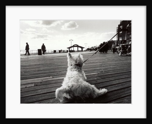 Coney Island Dog, NY, 2006 by James Galloway