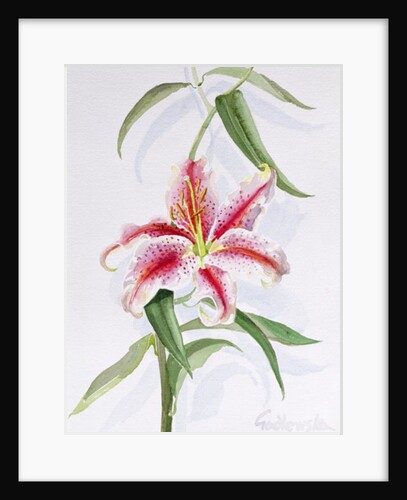 Lily, 1998 by Izabella Godlewska de Aranda