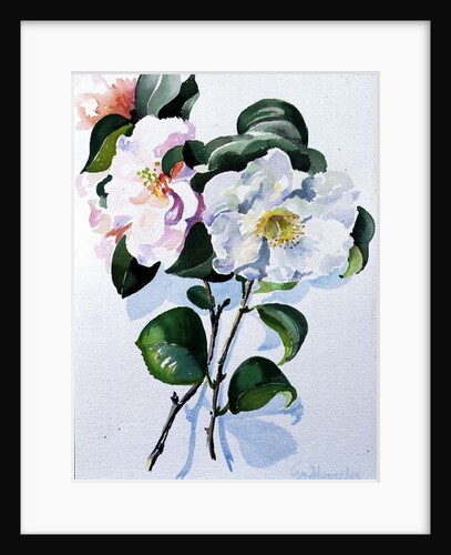 Camelia, 1998 by Izabella Godlewska de Aranda