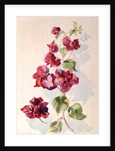 No.2 Bougainvillea Red by Izabella Godlewska de Aranda