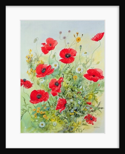 Poppies and Mayweed by John Gubbins