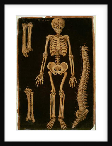 Ms Hunter 364 Table II Dissection, from Anatomical Tables, by John Banister by English School