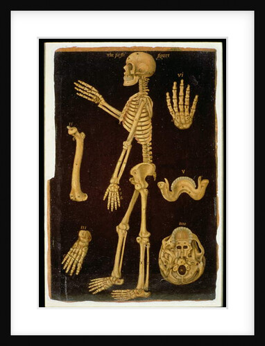 Ms Hunter 364 Table III Dissection, from Anatomical Tables, by John Banister by English School
