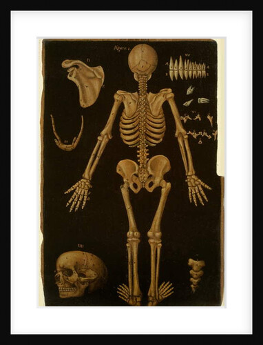 Ms Hunter 364 Table IV, from Anatomical Tables, by John Banister by English School