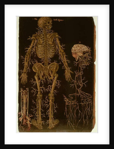 Ms Hunter 364 Table V Dissection, from Anatomical Tables, by John Banister by English School