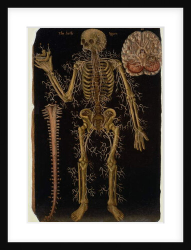 Ms Hunter 364 Table VI Dissection, from Anatomical Tables, by John Banister by English School