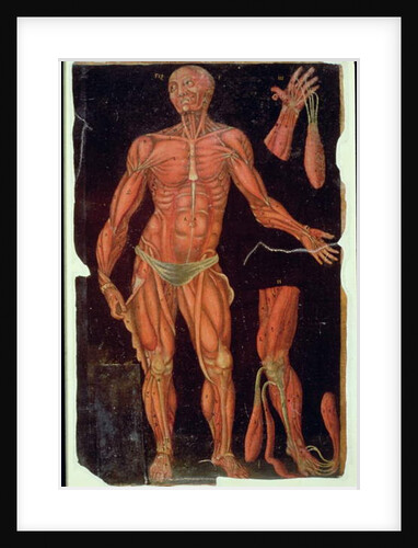 Ms Hunter 364 Table VII Dissection, from Anatomical Tables, by John Banister by English School