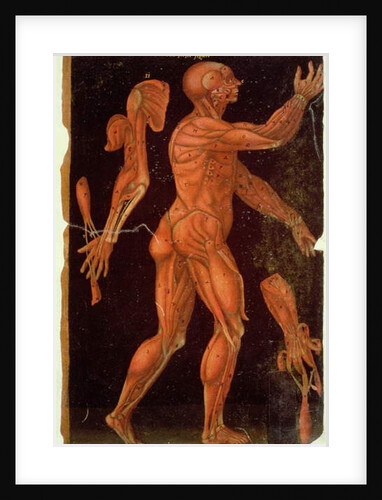 Ms Hunter 364 Table VIII Dissection by English School