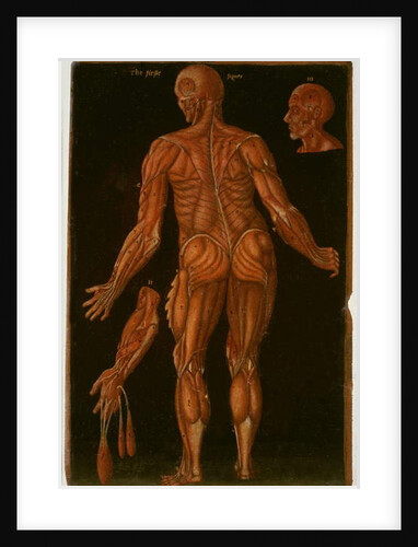 Ms Hunter 364 Table VIII Dissection, c.1170 by English School