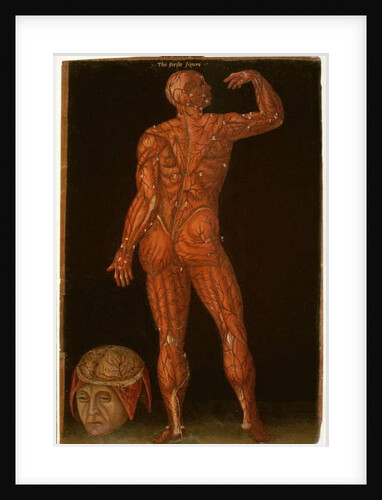 Ms Hunter 364 Table X Dissection by English School