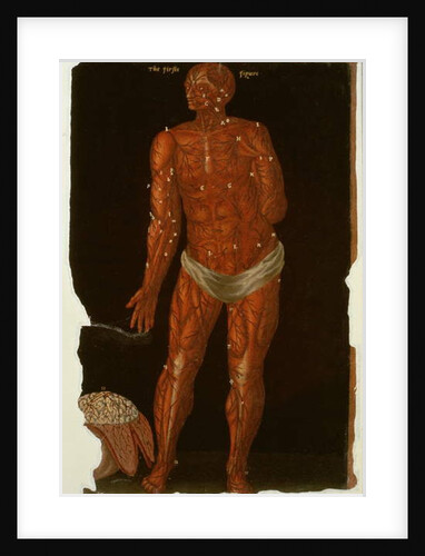 Ms Hunter 364 Table XI Dissection by English School