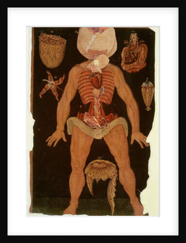 Ms Hunter 364 Table XII Dissection from Anatomical Tables, by John Banister by English School