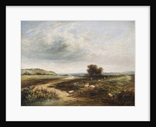 Sheep on a Common by T. K. Atkinson